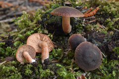 Lactarius atrobadius