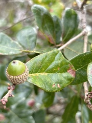 Quercus chapmanii