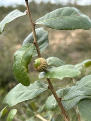 Quercus chapmanii