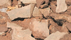 Poecilopompilus mixtus