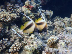 Heniochus intermedius