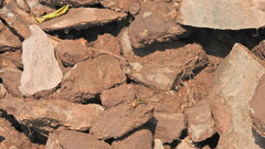 Poecilopompilus mixtus