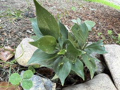 Ruscus hypoglossum