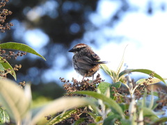 Oriturus superciliosus
