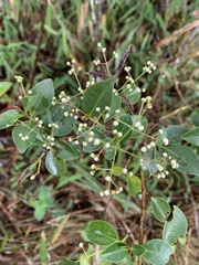 Myrcia