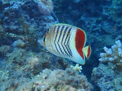 Chaetodon paucifasciatus