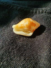 Columbella mercatoria