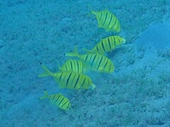 Gnathanodon speciosus