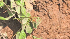 Poecilopompilus mixtus