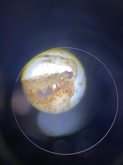 Thalamitinae