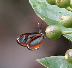 Napeogenes juanjuiensis