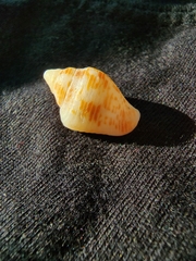 Columbella mercatoria