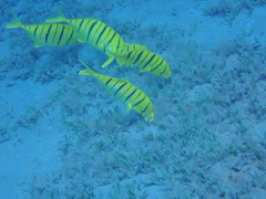 Gnathanodon speciosus
