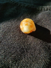 Columbella mercatoria