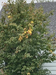 Asimina triloba