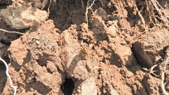 Poecilopompilus mixtus