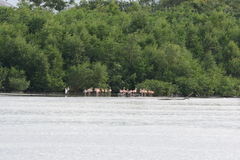 Phoenicopterus ruber