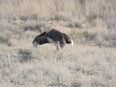 Struthio camelus australis