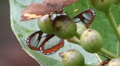 Napeogenes juanjuiensis
