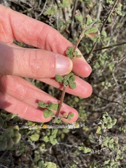 Clinopodium chandleri