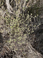 Clinopodium chandleri