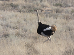 Struthio camelus australis