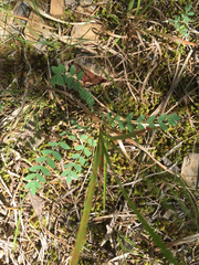 Astragalus tennesseensis