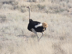 Struthio camelus australis