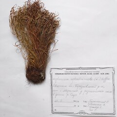 Asplenium septentrionale