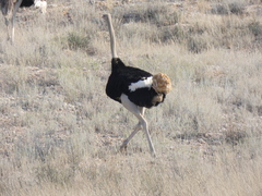 Struthio camelus australis