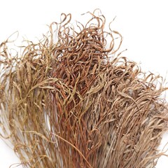 Asplenium septentrionale