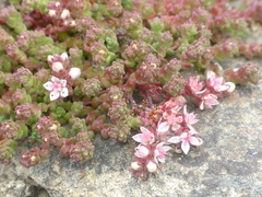 Sedum anglicum