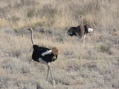 Struthio camelus australis