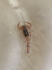 Paravaejovis spinigerus