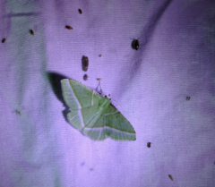 Dichorda consequaria