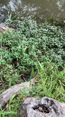 Alternanthera philoxeroides