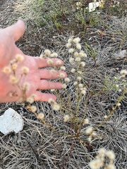 Erigeron bonariensis