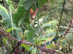 Euploea doubledayi evalida