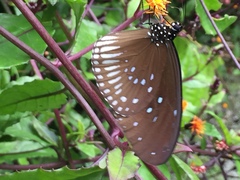 Euploea doubledayi evalida