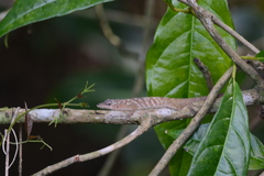 Anolis aeneus