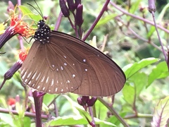 Euploea doubledayi evalida