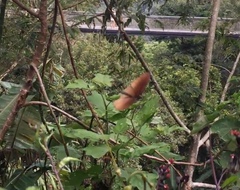 Euploea doubledayi evalida