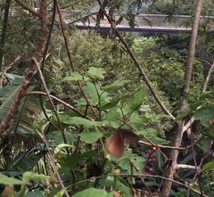 Euploea doubledayi evalida