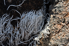 Thamnolia vermicularis