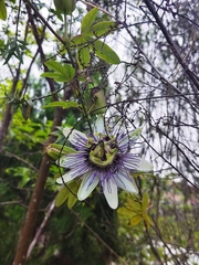 Passiflora caerulea