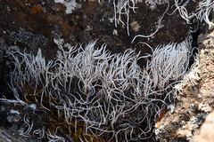 Thamnolia vermicularis