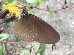 Euploea doubledayi evalida