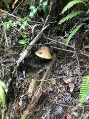 Suillus ponderosus