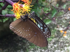 Euploea doubledayi evalida