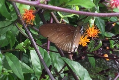 Euploea doubledayi evalida